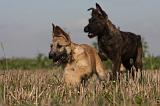 BOUVIER DES ARDENNES 191